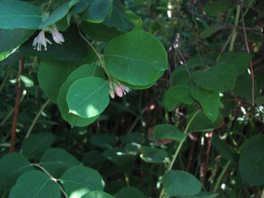 flora at Gallatin Valley Recreation Area