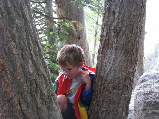 Noah in a tree