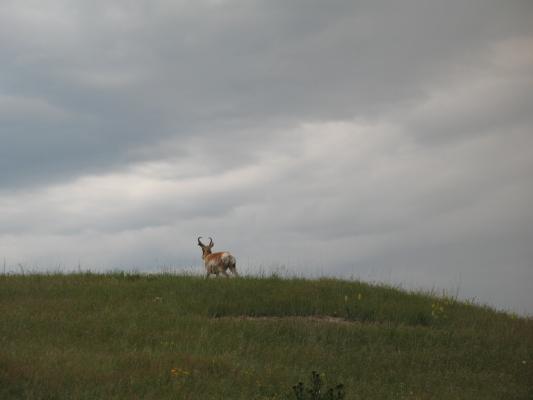 Antelope going over the hill.