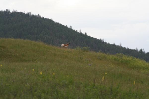 An antelope.