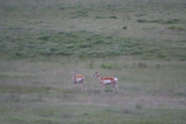A couple of antelope.