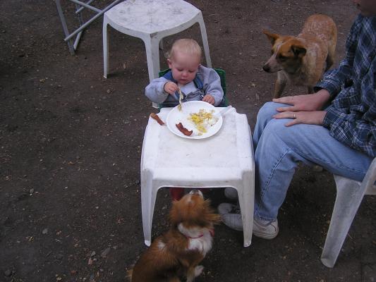 The dogs wait patiently for breakfast.