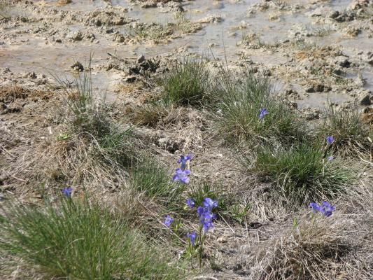 Purple wild flowers.