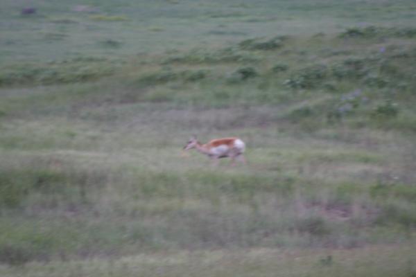 Antelope.