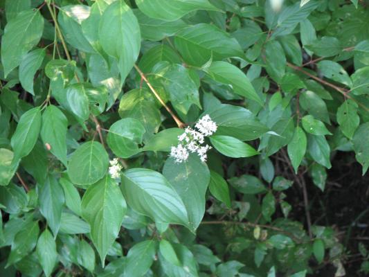 wildflowers