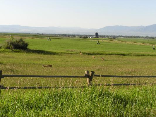 We came back on Cottonwood road and saw a bunch of deer.