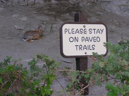 The bunny doesn't seem to be able to read.