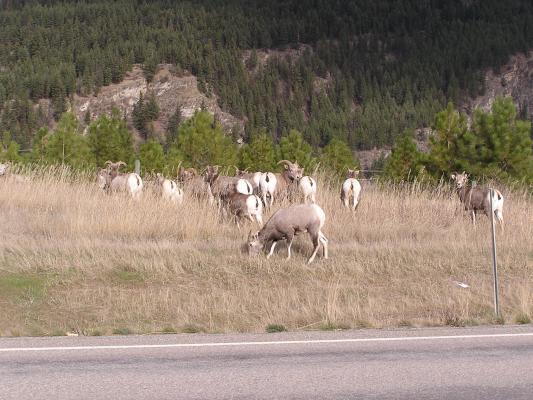 Big Horn Sheep.