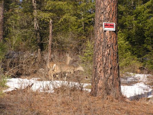 These deer are by a No Hunting sign.