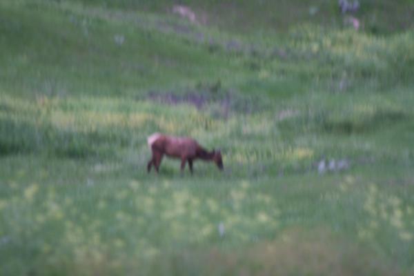 Foggy elk at the Bison Range.