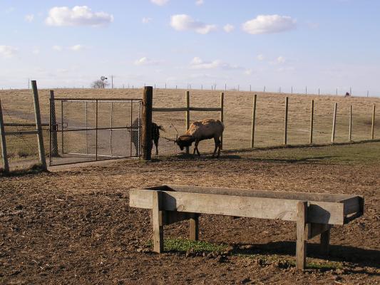 An elk and a buffalo going at it.
