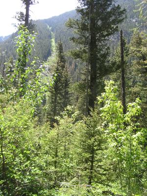 Gallatin National Forest.