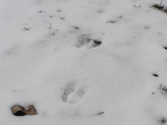 We have deer tracks in our yard.