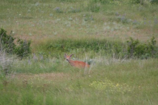 A deer.