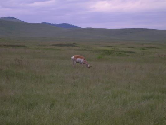 An antelope or prong horn.