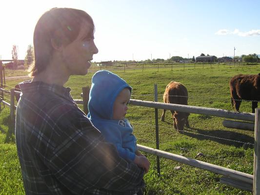 Then David revealed to the cows that he is really an angle(a geeky angle) 
sent to show them how to reconcile 
their differences and ultimatly find God. Well, either that or they are all going to die.