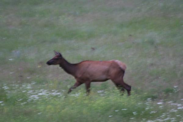 An elk.