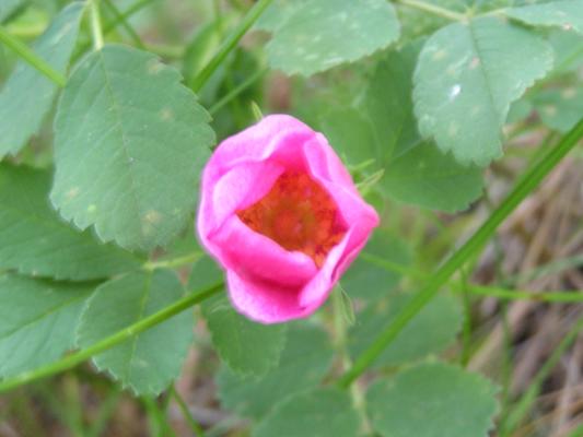 flowers at the Holiday campground