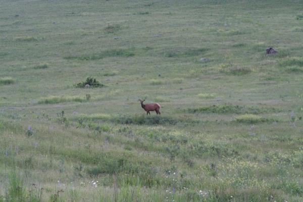 An elk.