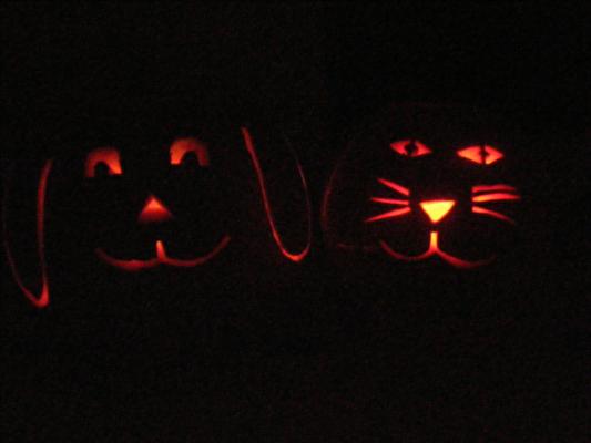 Dog and cat