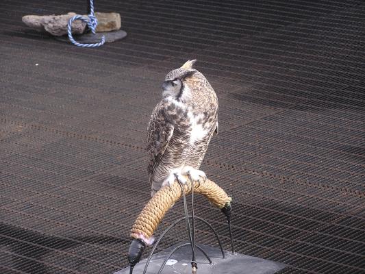 great horned owl