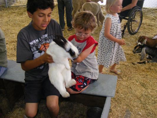 Bunny in petting zoo at fair.