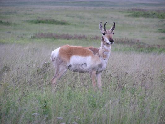The upclose antelope.