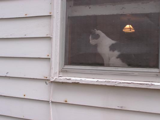 The kitty watches everyone tie dye