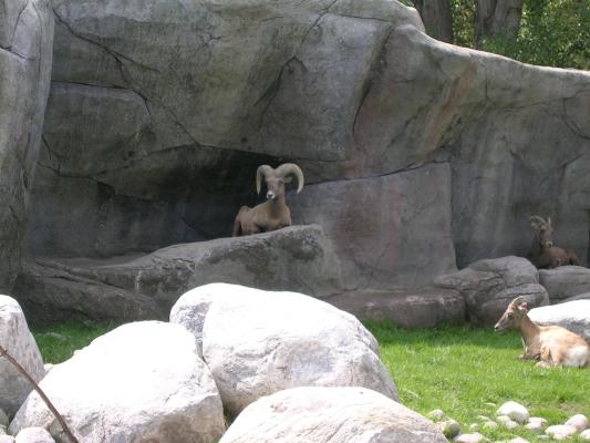 Zoo Montana 2006