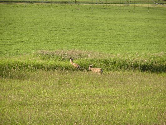 A couple of deer.