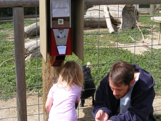 Feeding the goats at the zoo.