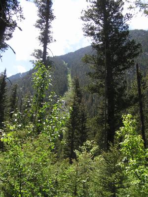 Gallatin National Forest.