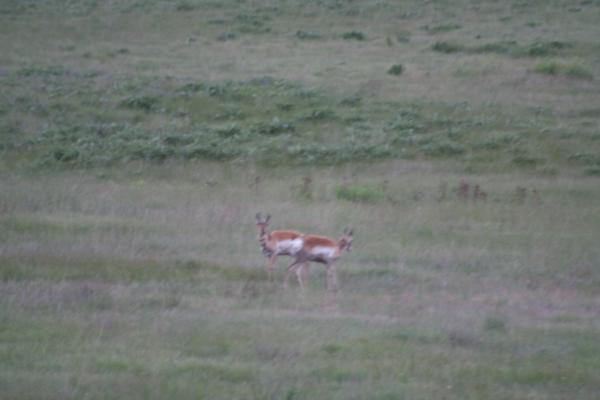 A couple of antelope.