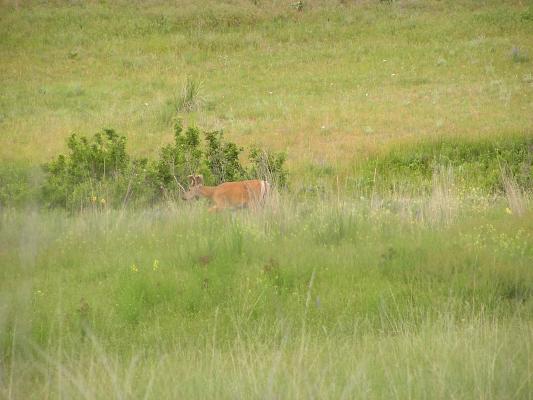 There are plenty of deer at the Bison Range.