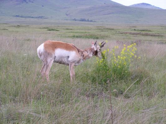 Antelope grazing on wild flowers.