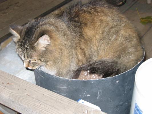 Grampa Wright's kitty.