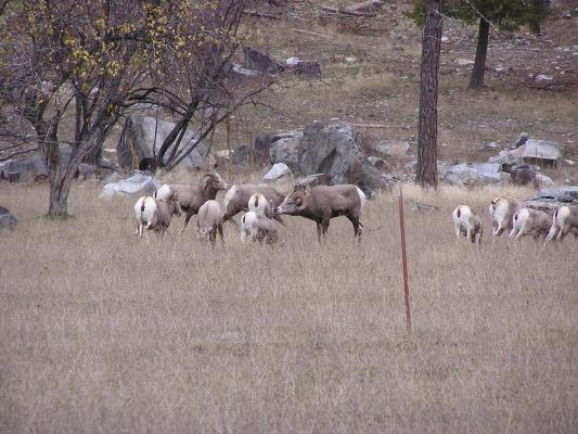 Big Horn Sheep