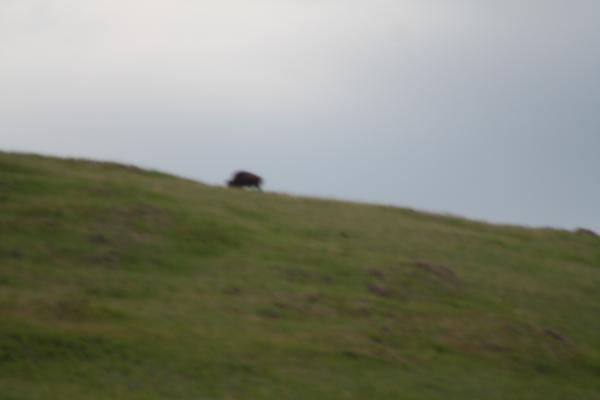 A buffalo on the horizon.