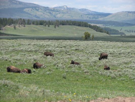 Buffalo