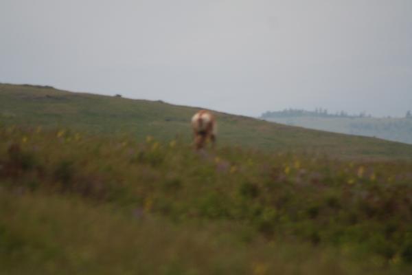 An antelope.