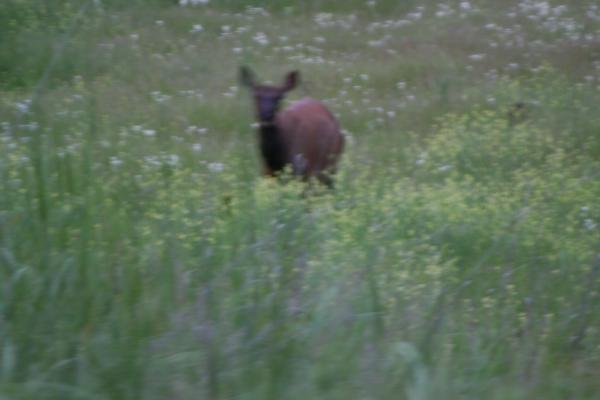 An elk.
