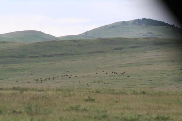 Herd of Buffalo.