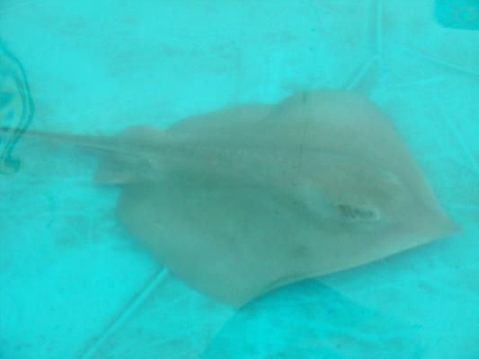 Rays at fair.