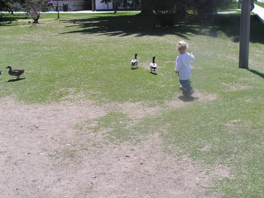 Noah chases the ducks.