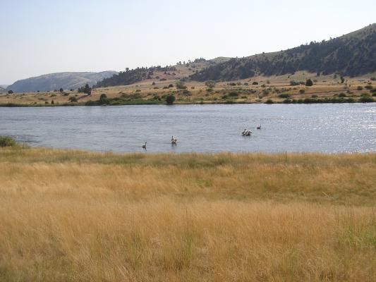 Pelicans