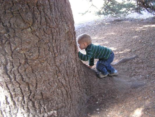 Noah wants to climb the tree to.