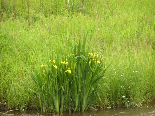 Flowers on the bank of Mission Creek.