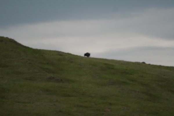 A buffalo on the horizon.