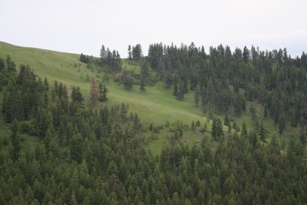 Elk at the end of the trail.