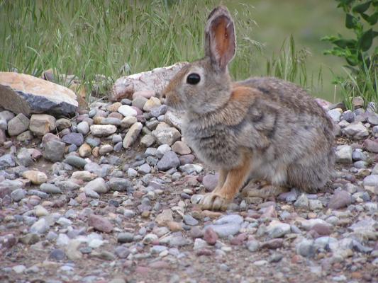 Hello, Mr. Rabbit.